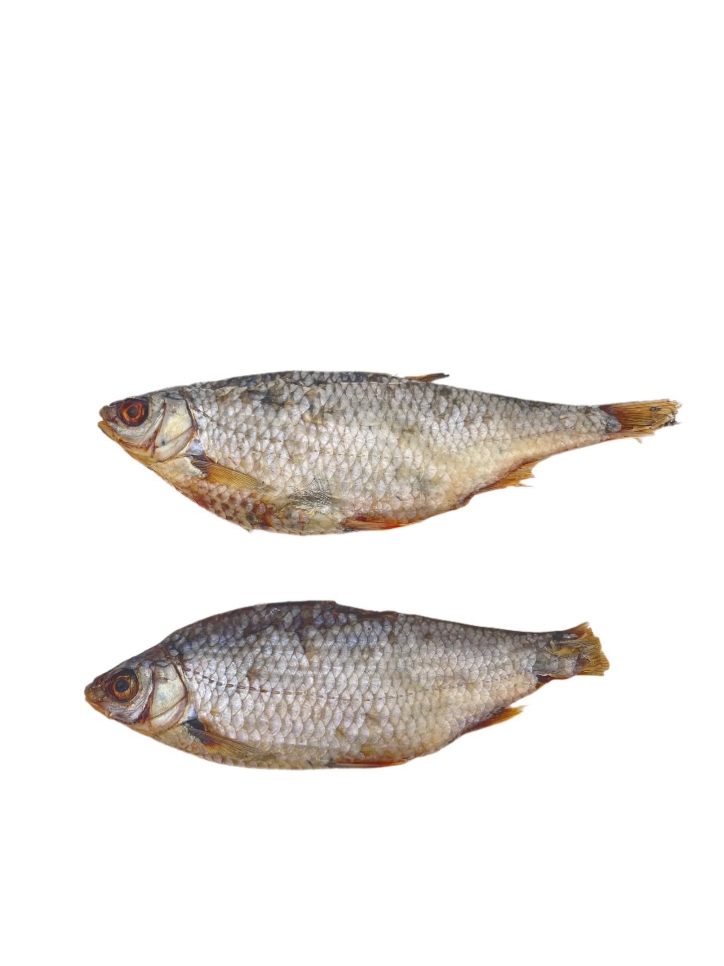 Rotauge
