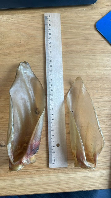 Büffelohren ohne Fell